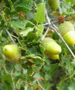 Future Forests Trees Quercus Coccifera