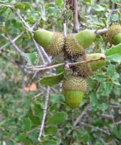 Future Forests Trees Quercus Coccifera