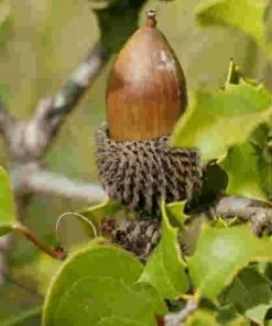 Future Forests Trees Quercus Coccifera