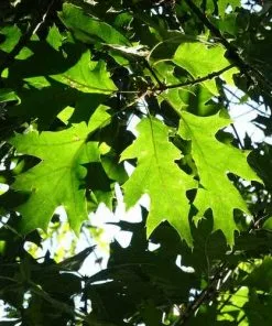 Future Forests Quercus Coccinea Splendens - Scarlet Oak Trees