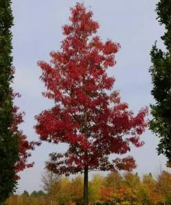 Future Forests Quercus Coccinea Splendens - Scarlet Oak Trees
