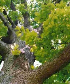 Future Forests Quercus Frainetto - Hungarian Oak Trees