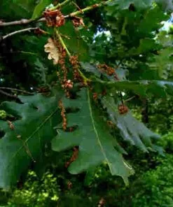 Future Forests Quercus Frainetto - Hungarian Oak Trees