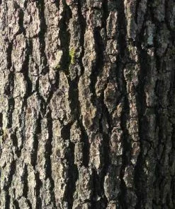 Future Forests Quercus Frainetto - Hungarian Oak Trees