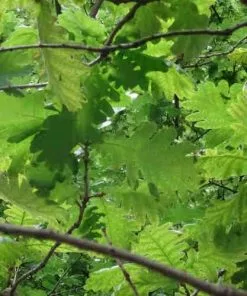 Future Forests Quercus Frainetto - Hungarian Oak Trees