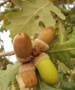 Future Forests Quercus Frainetto - Hungarian Oak Trees