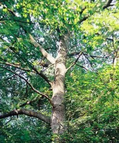 Future Forests Quercus Frainetto - Hungarian Oak Trees