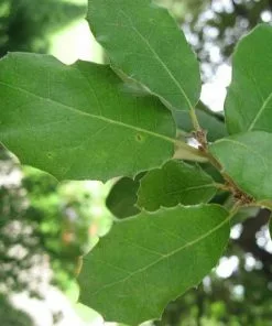 Future Forests Quercus Ilex - Holm Oak Hedging