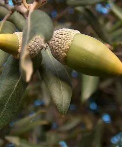 Future Forests Quercus Ilex - Holm Oak Hedging