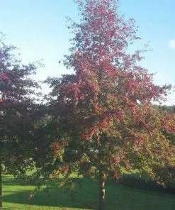 Future Forests Trees Quercus Palustris - Pin Oak