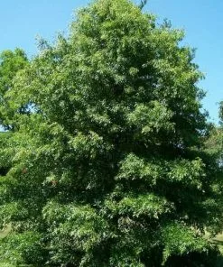 Future Forests Trees Quercus Palustris - Pin Oak