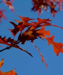 Future Forests Trees Quercus Palustris - Pin Oak
