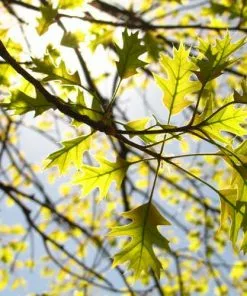 Future Forests Trees Quercus Palustris - Pin Oak