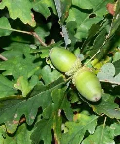 Future Forests Quercus Petraea - Sessile Oak