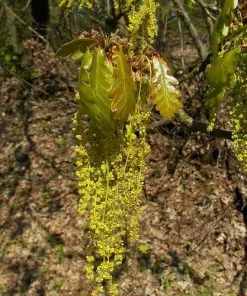 Future Forests Quercus Petraea - Sessile Oak 10 Future Forests Quercus Petraea - Sessile Oak