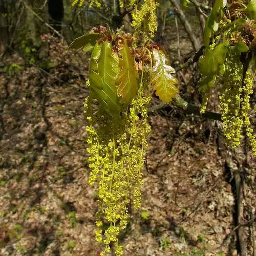 Future Forests Quercus Petraea - Sessile Oak 6 Future Forests Quercus Petraea - Sessile Oak