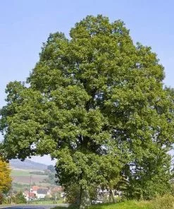 Future Forests Quercus Petraea - Sessile Oak 11 Future Forests Quercus Petraea - Sessile Oak