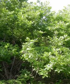 Future Forests Quercus Petraea - Sessile Oak 9 Future Forests Quercus Petraea - Sessile Oak