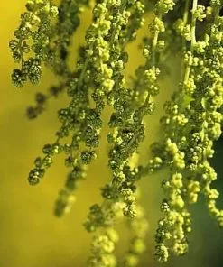 Future Forests Quercus Petraea - Sessile Oak