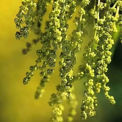 Future Forests Quercus Petraea - Sessile Oak 4 Future Forests Quercus Petraea - Sessile Oak