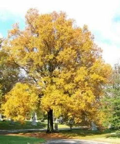 Future Forests Trees Quercus Phellos Hightower - Willow Oak