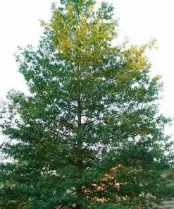 Future Forests Trees Quercus Phellos Hightower - Willow Oak