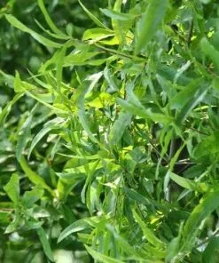 Future Forests Trees Quercus Phellos Hightower - Willow Oak