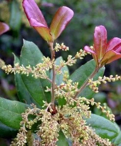 Future Forests Quercus Phillyraeoides - Black Ridge Oak