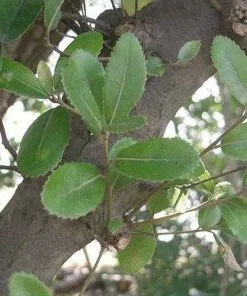 Future Forests Quercus Phillyraeoides - Black Ridge Oak