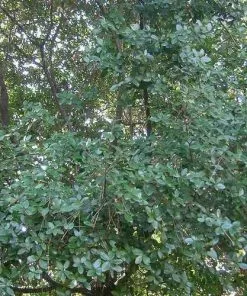 Future Forests Quercus Phillyraeoides - Black Ridge Oak