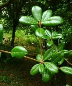 Future Forests Quercus Phillyraeoides - Black Ridge Oak