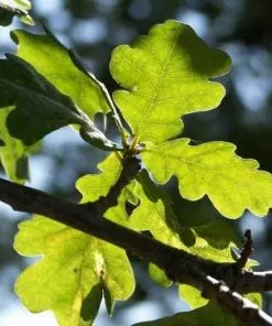 Future Forests Trees Quercus Robur - Common Oak