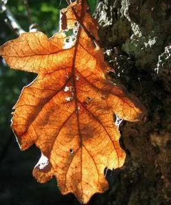 Future Forests Trees Quercus Robur - Common Oak