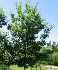 Future Forests Quercus Rubra - Red Oak Trees