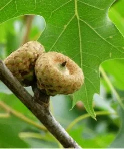 Future Forests Quercus Rubra - Red Oak Trees