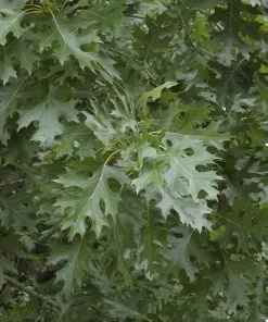 Future Forests Quercus Shumardii - Shumard Oak Trees
