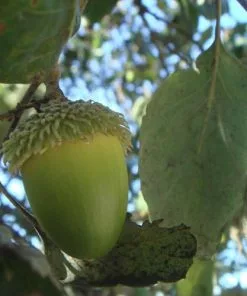 Future Forests Quercus Suber - Cork Oak 10 Future Forests Quercus Suber - Cork Oak