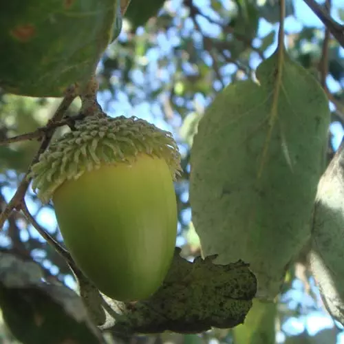 Future Forests Quercus Suber - Cork Oak 5 Future Forests Quercus Suber - Cork Oak