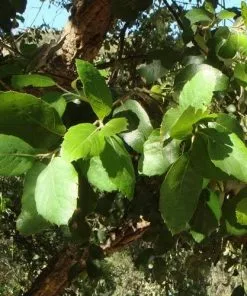 Future Forests Quercus Suber - Cork Oak