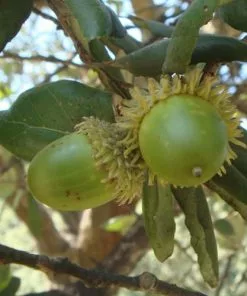 Future Forests Quercus Suber - Cork Oak 11 Future Forests Quercus Suber - Cork Oak