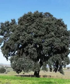 Future Forests Quercus Suber - Cork Oak 12 Future Forests Quercus Suber - Cork Oak