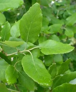 Future Forests Quercus Suber - Cork Oak 9 Future Forests Quercus Suber - Cork Oak