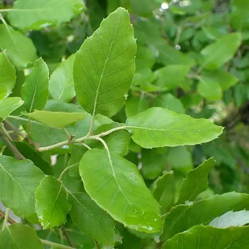 Future Forests Quercus Suber - Cork Oak 4 Future Forests Quercus Suber - Cork Oak