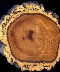 Future Forests Quercus Suber - Cork Oak 13 Future Forests Quercus Suber - Cork Oak