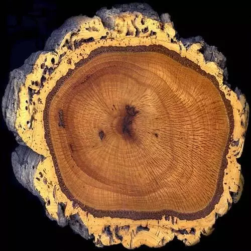 Future Forests Quercus Suber - Cork Oak 8 Future Forests Quercus Suber - Cork Oak