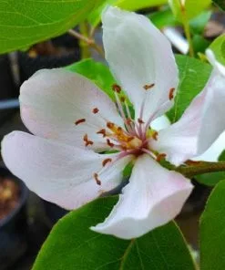 Future Forests Quince Serbian Gold