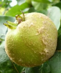 Future Forests Quince Serbian Gold
