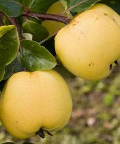 Future Forests Quince Serbian Gold