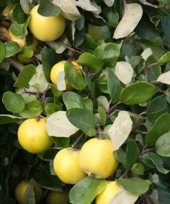 Future Forests Quince Serbian Gold