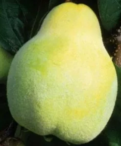 Future Forests Quince Meech's Prolific